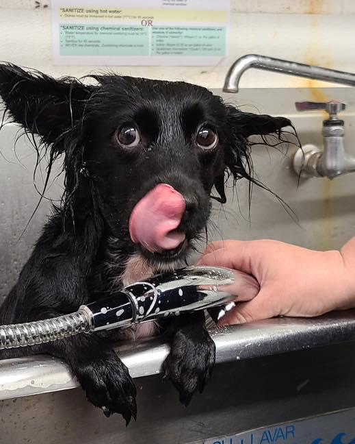 Tori, a ADOPTABLE Papillon in Bloomfield, NJ image 2/2