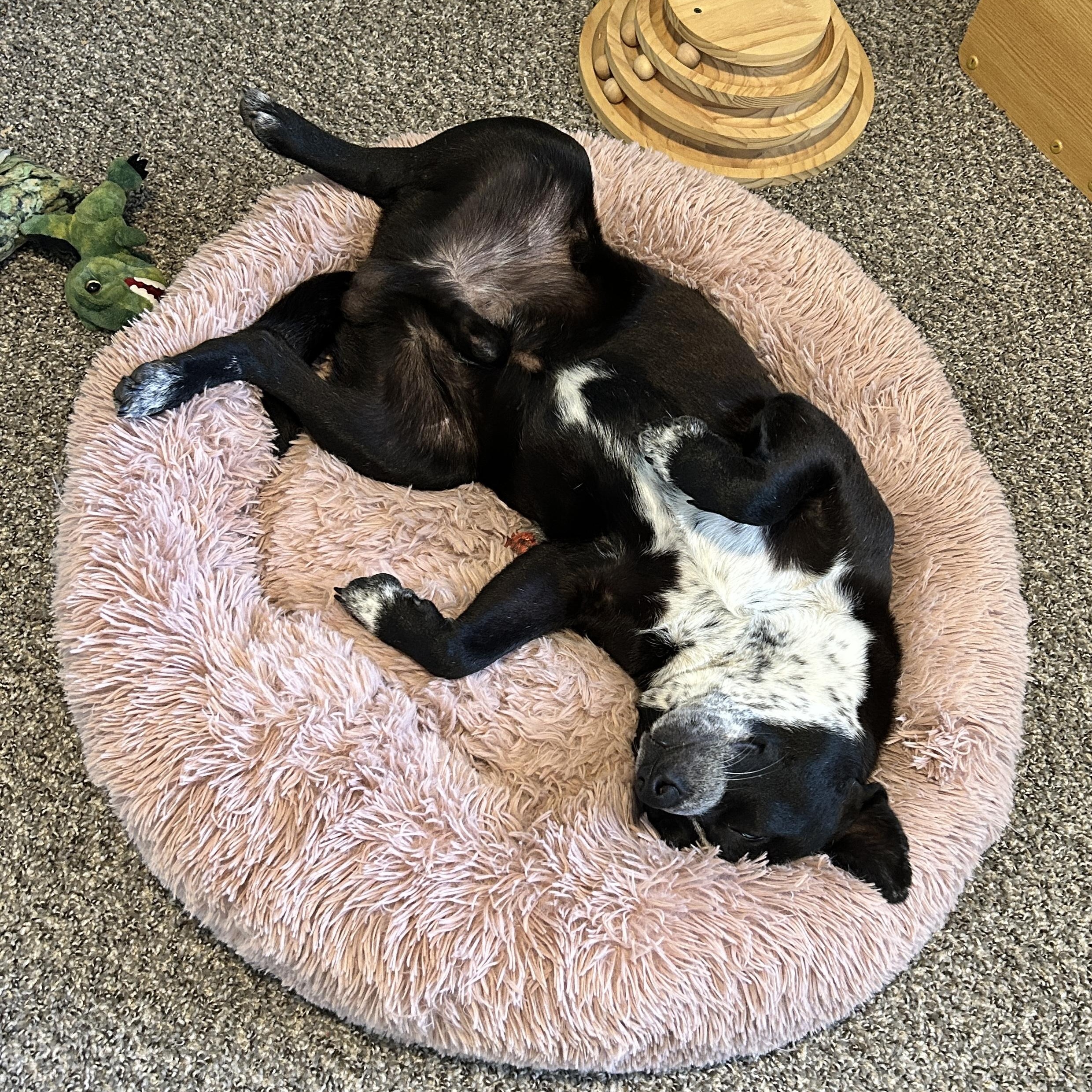 Rocky, an adopted mixed breed in Waitsfield, VT image 4/5