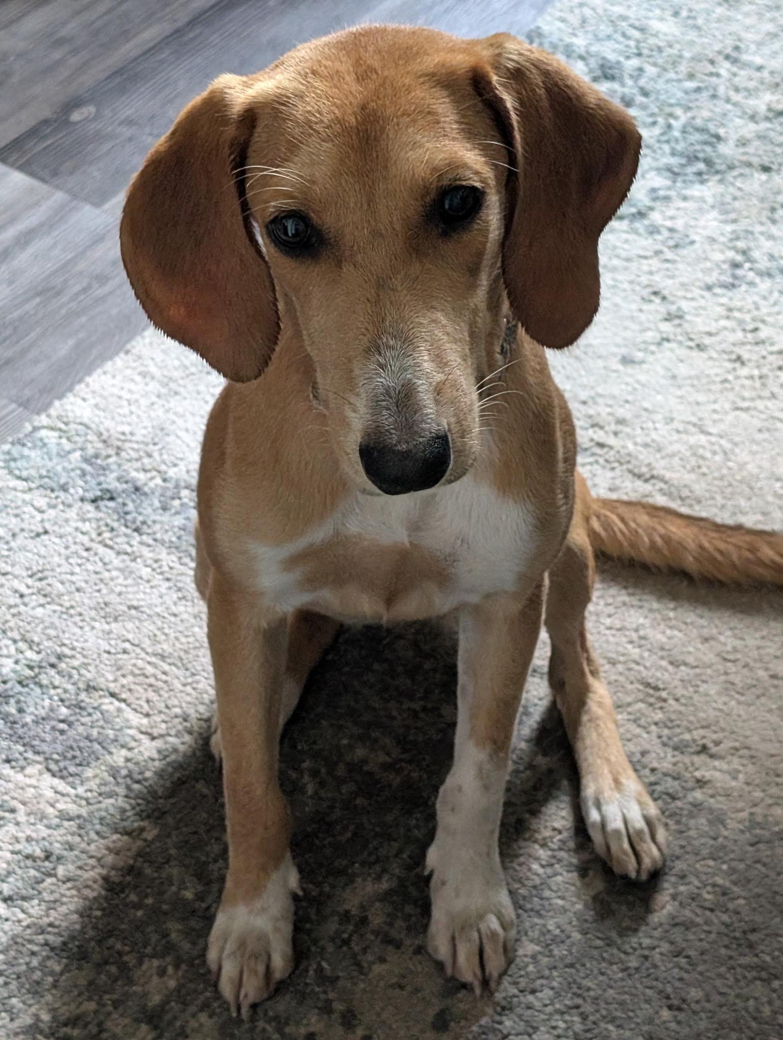 Enlarge Honey, a Adoptable mixed breed in Jacksonville, FL image 3/3