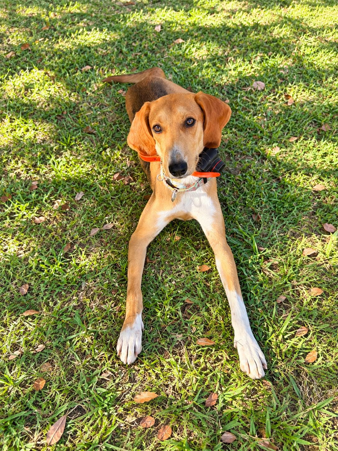 Honey, Adoptable, Young Female Coonhound & Beagle.