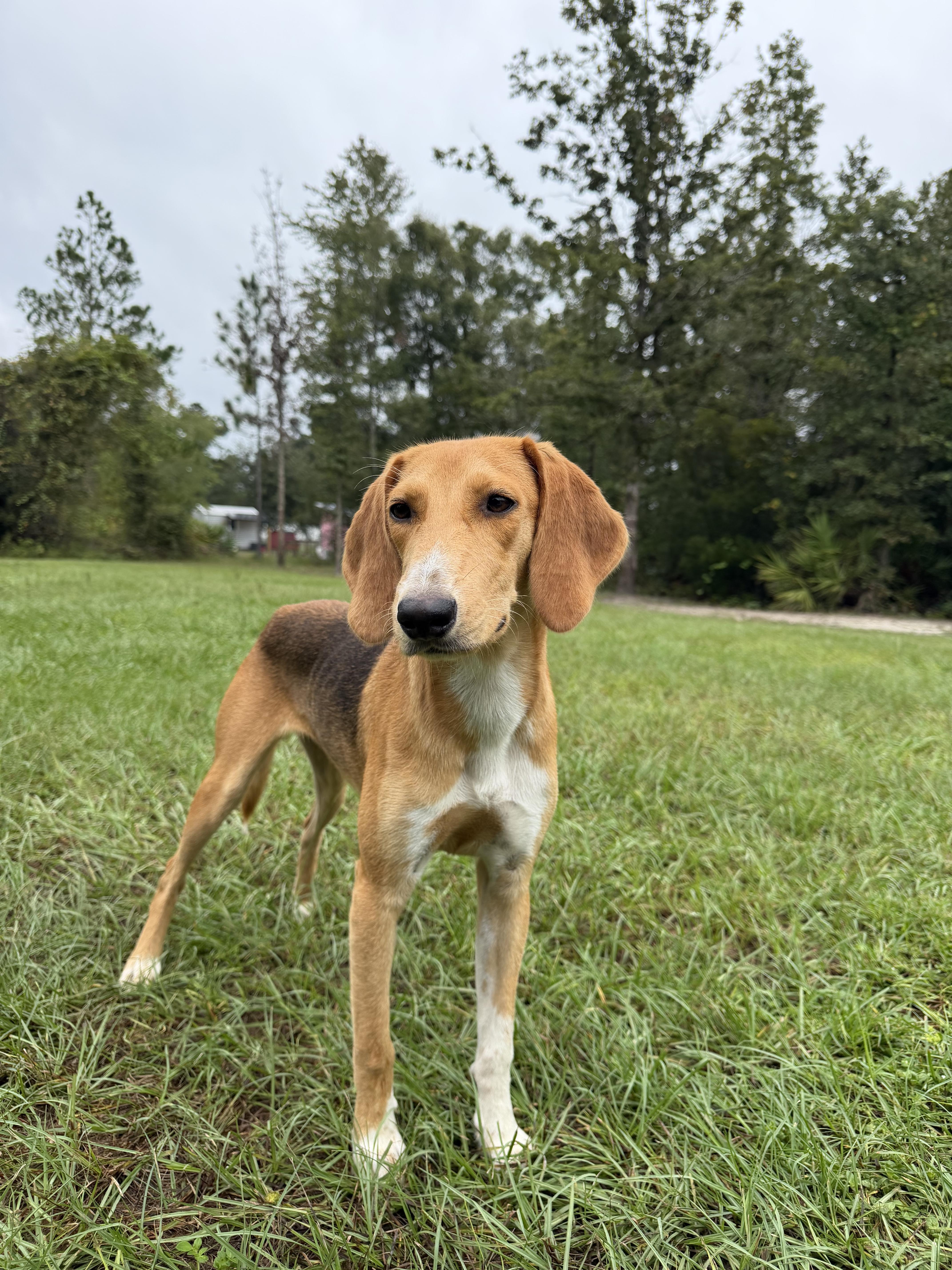 Enlarge Honey, a Adoptable mixed breed in Jacksonville, FL image 2/3