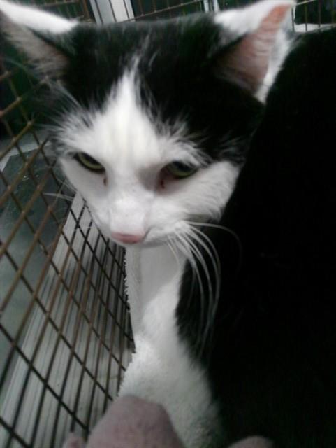 HENREY, Adoptable, Adult Male Domestic Short Hair.