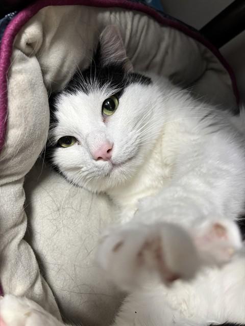 HENREY, Adoptable, Adult Male Domestic Short Hair.