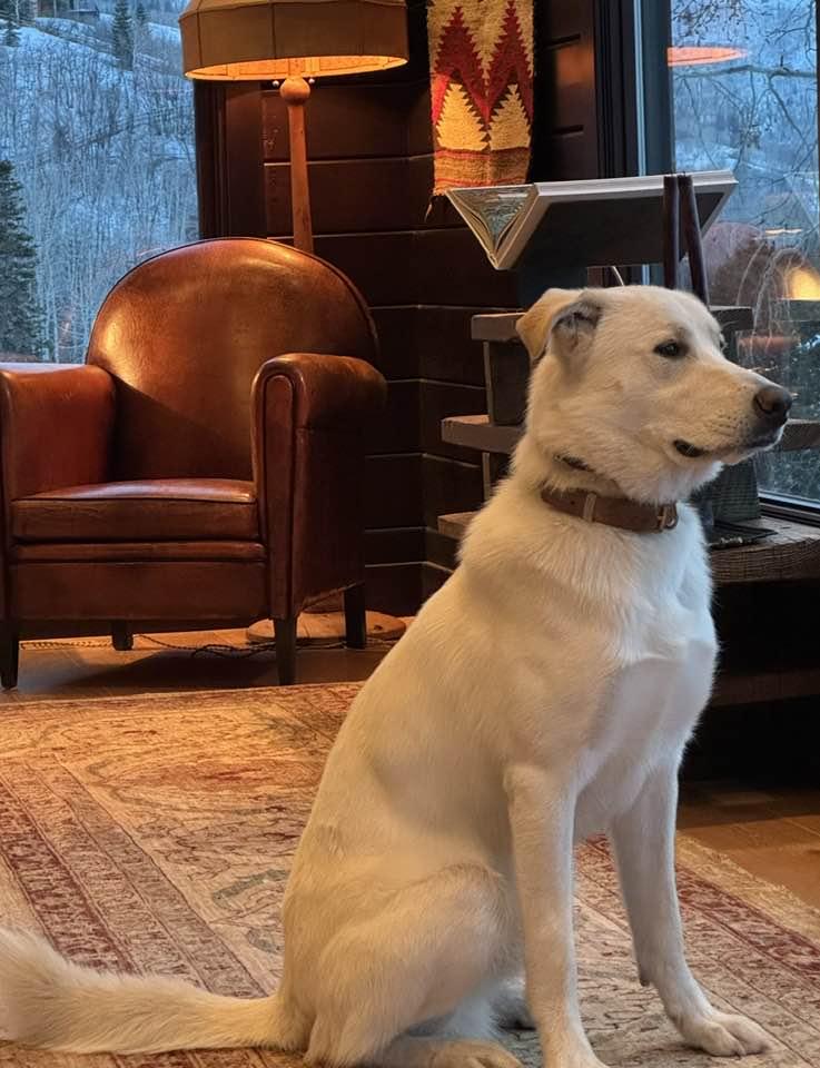 OS Chubby Bear, Adoptable, Adult Male Great Pyrenees & Labrador Retriever.