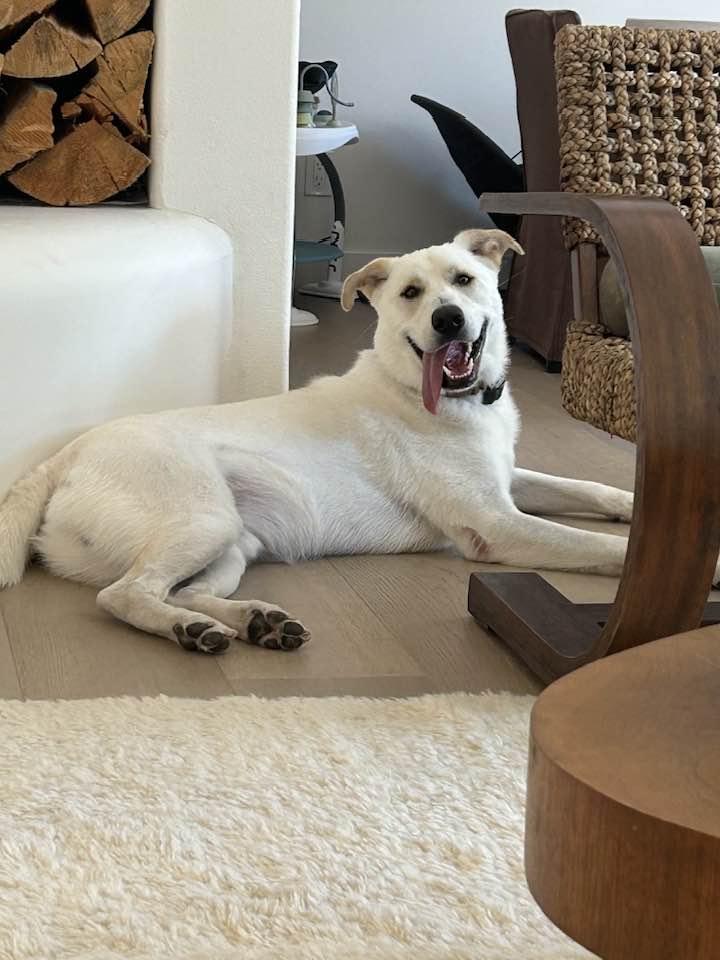 Enlarge OS Chubby Bear, a Adoptable mixed breed in Bountiful, UT image 2/3