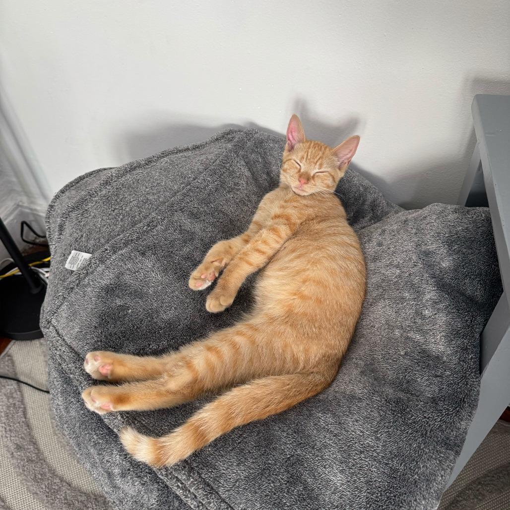 Lancelot, Adoptable, Young Male Domestic Short Hair.