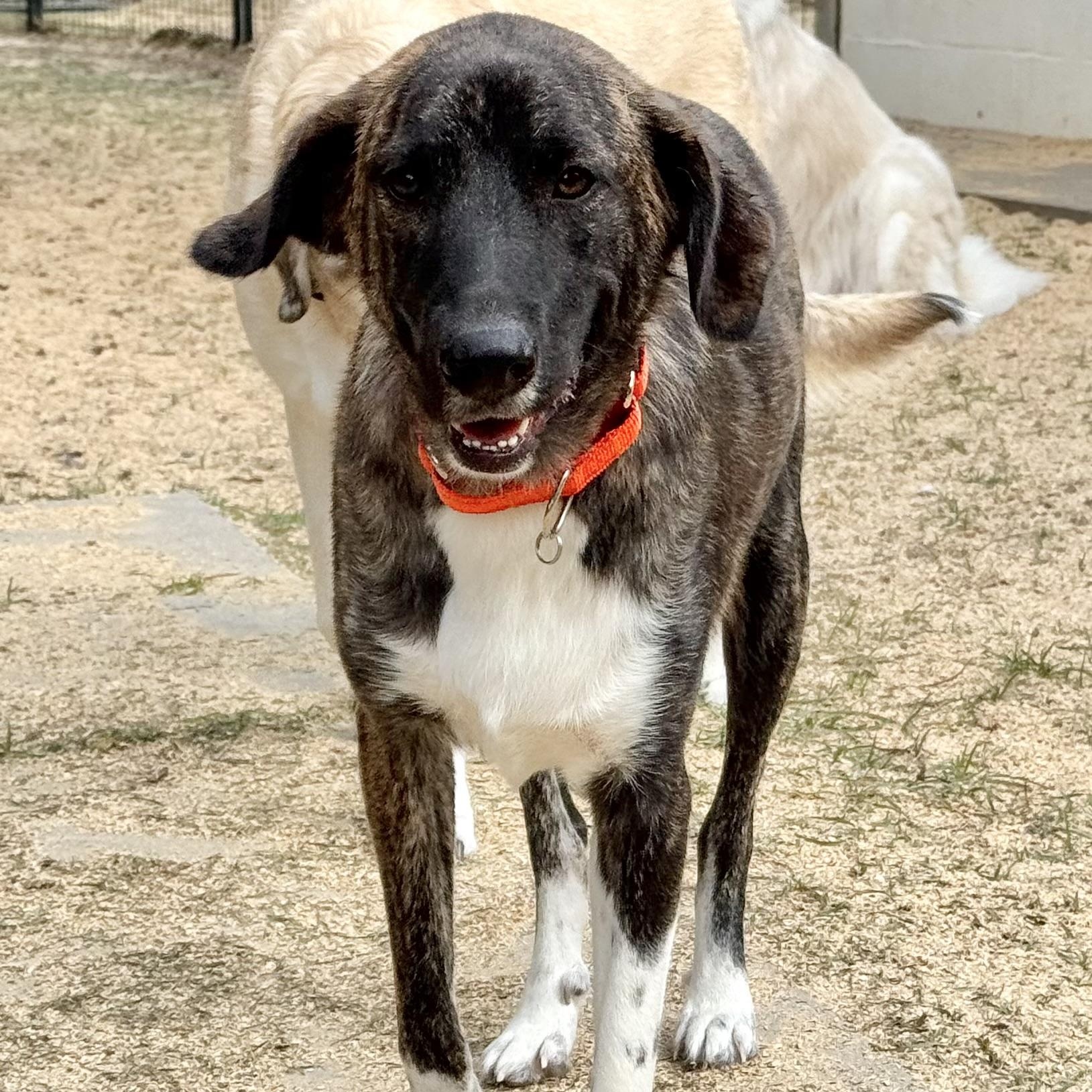BRYN & REBA- HOUSTON TX (BONDED PAIR) MaleFemale, Adoptable, Young Female Treeing Walker Coonhound & Great Pyrenees.