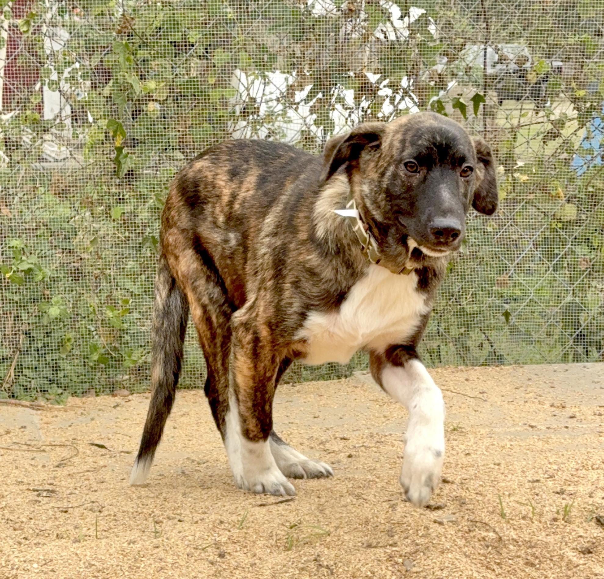Enlarge BRYN & REBA- HOUSTON TX (BONDED PAIR) MaleFemale, a ADOPTABLE mixed breed in Alvin, TX image 5/5