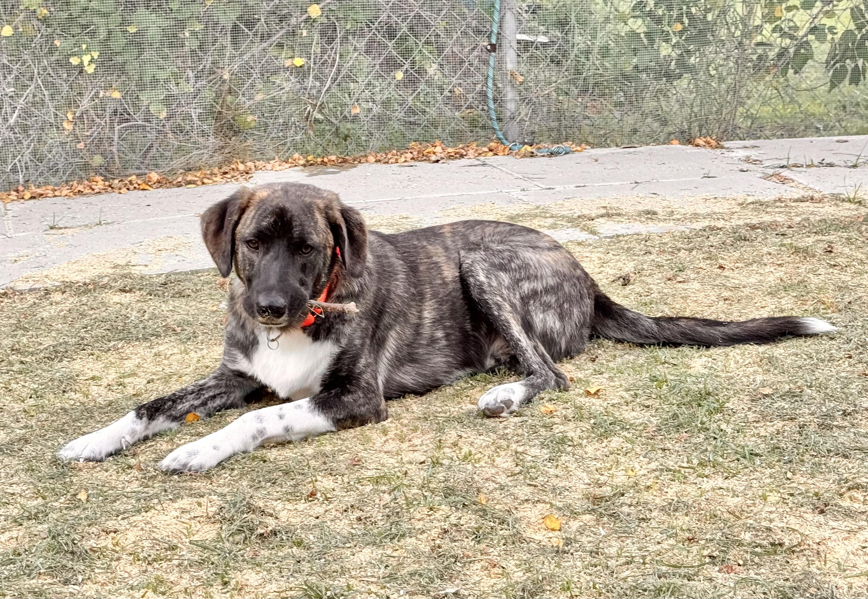 Enlarge BRYN & REBA- HOUSTON TX (BONDED PAIR) MaleFemale, a Adoptable mixed breed in Alvin, TX image 4/6