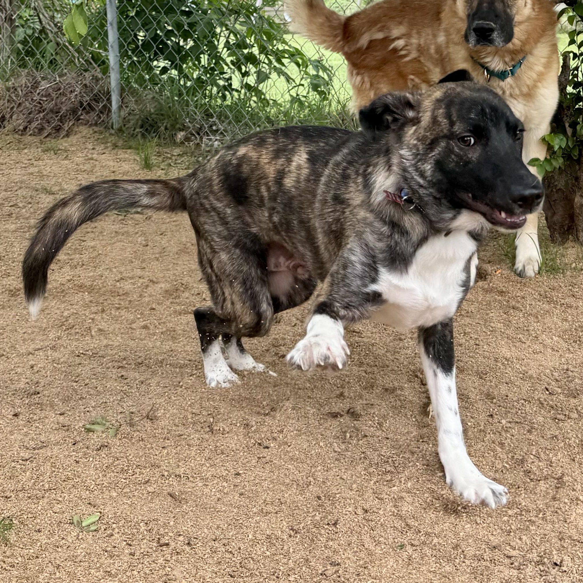 Enlarge BRYN & REBA- HOUSTON TX (BONDED PAIR) MaleFemale, a ADOPTABLE mixed breed in Alvin, TX image 2/5