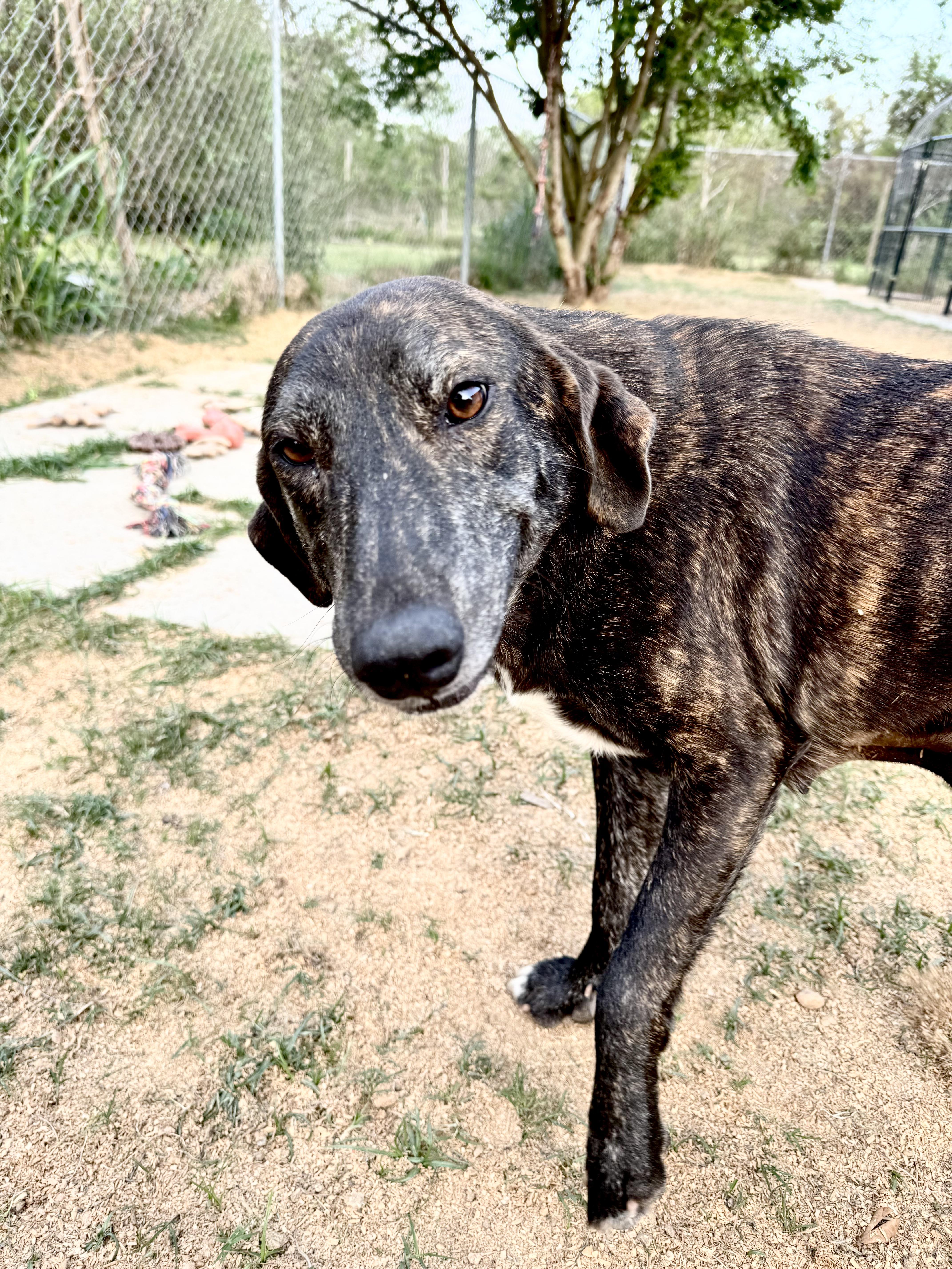 Enlarge REBA- HOUSTON TX, a ADOPTABLE mixed breed in Alvin, TX image 3/4