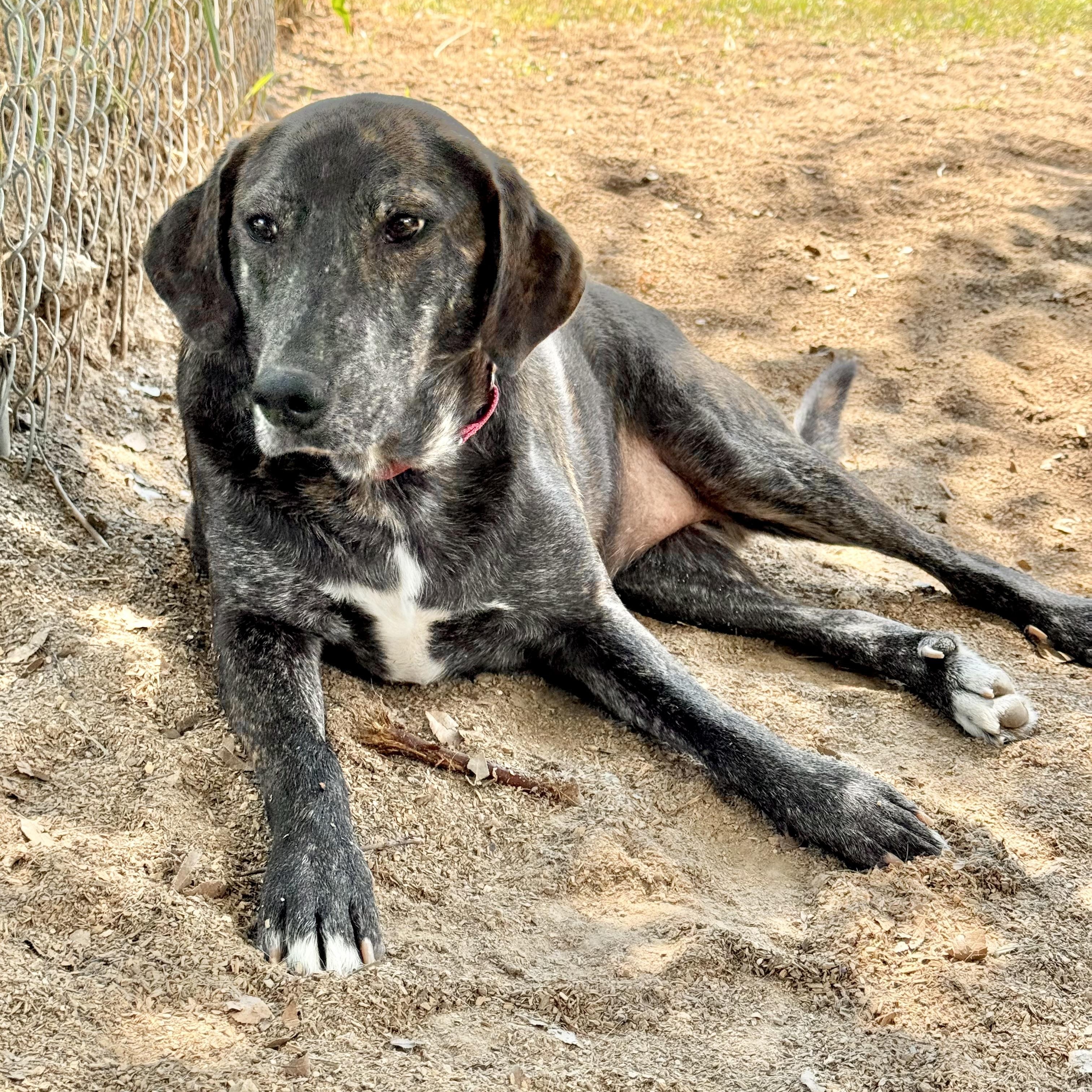 Enlarge BRYN & REBA- HOUSTON TX (BONDED PAIR) MaleFemale, a Adoptable mixed breed in Alvin, TX image 5/6