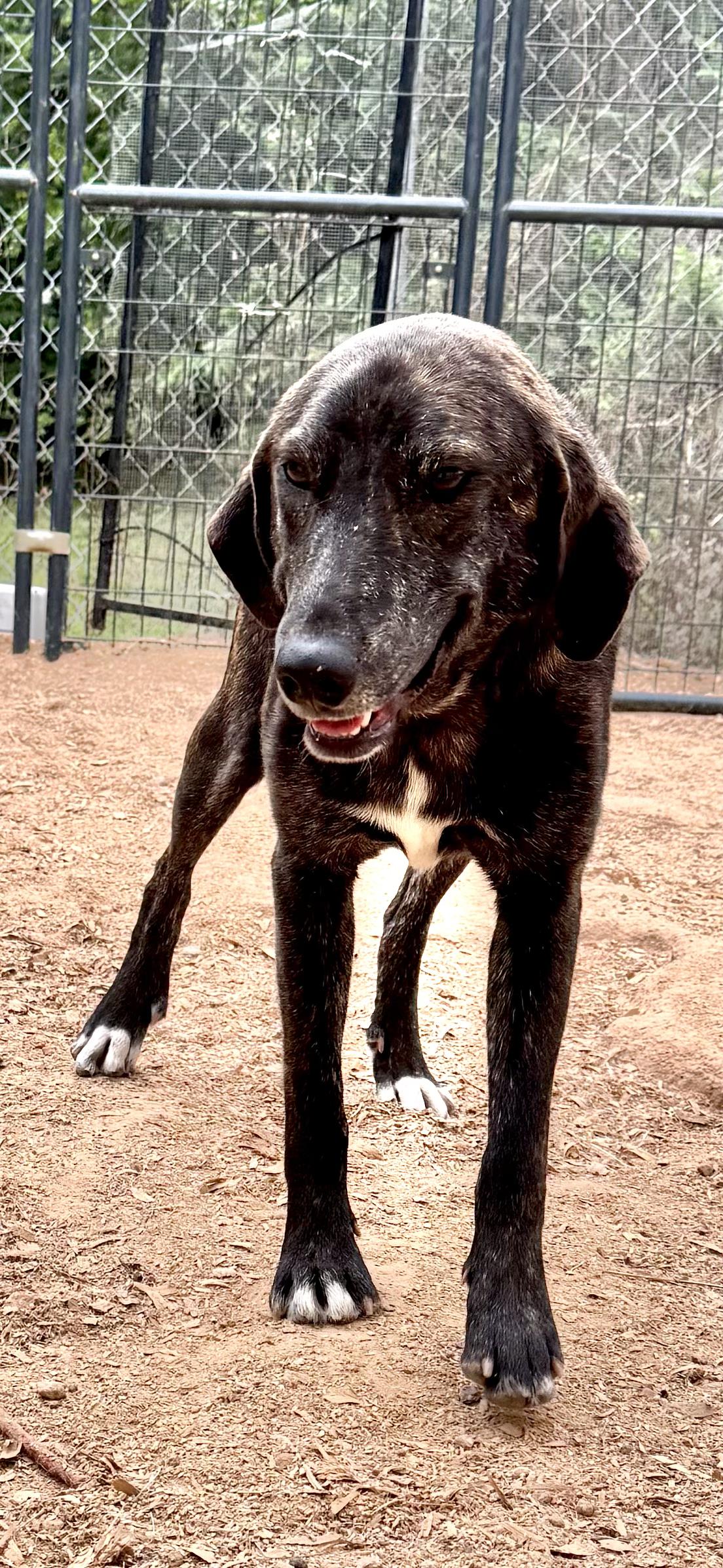 Enlarge REBA- HOUSTON TX, a ADOPTABLE mixed breed in Alvin, TX image 4/4