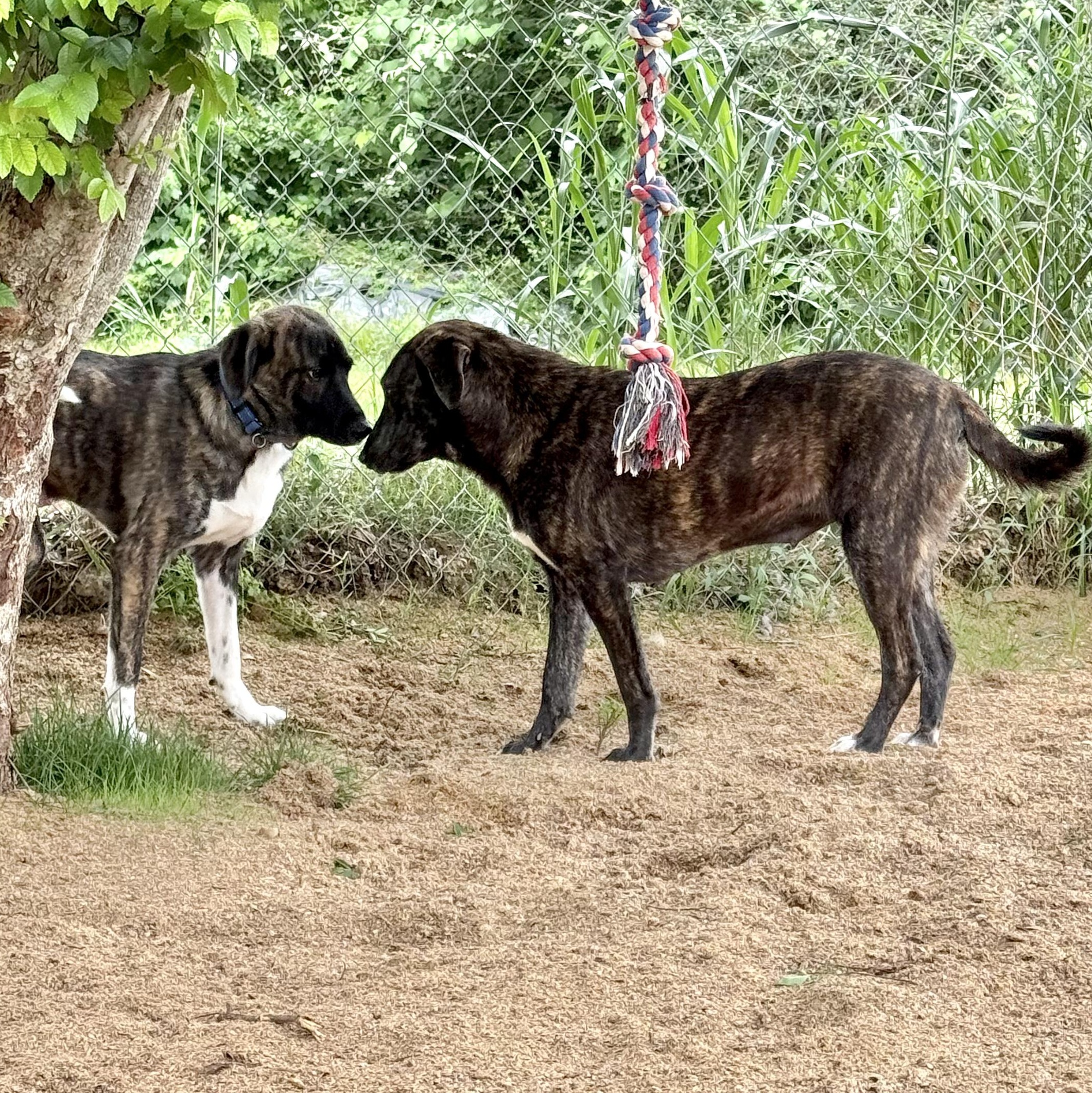 Enlarge BRYN & REBA- HOUSTON TX (BONDED PAIR) MaleFemale, a ADOPTABLE mixed breed in Alvin, TX image 1/5