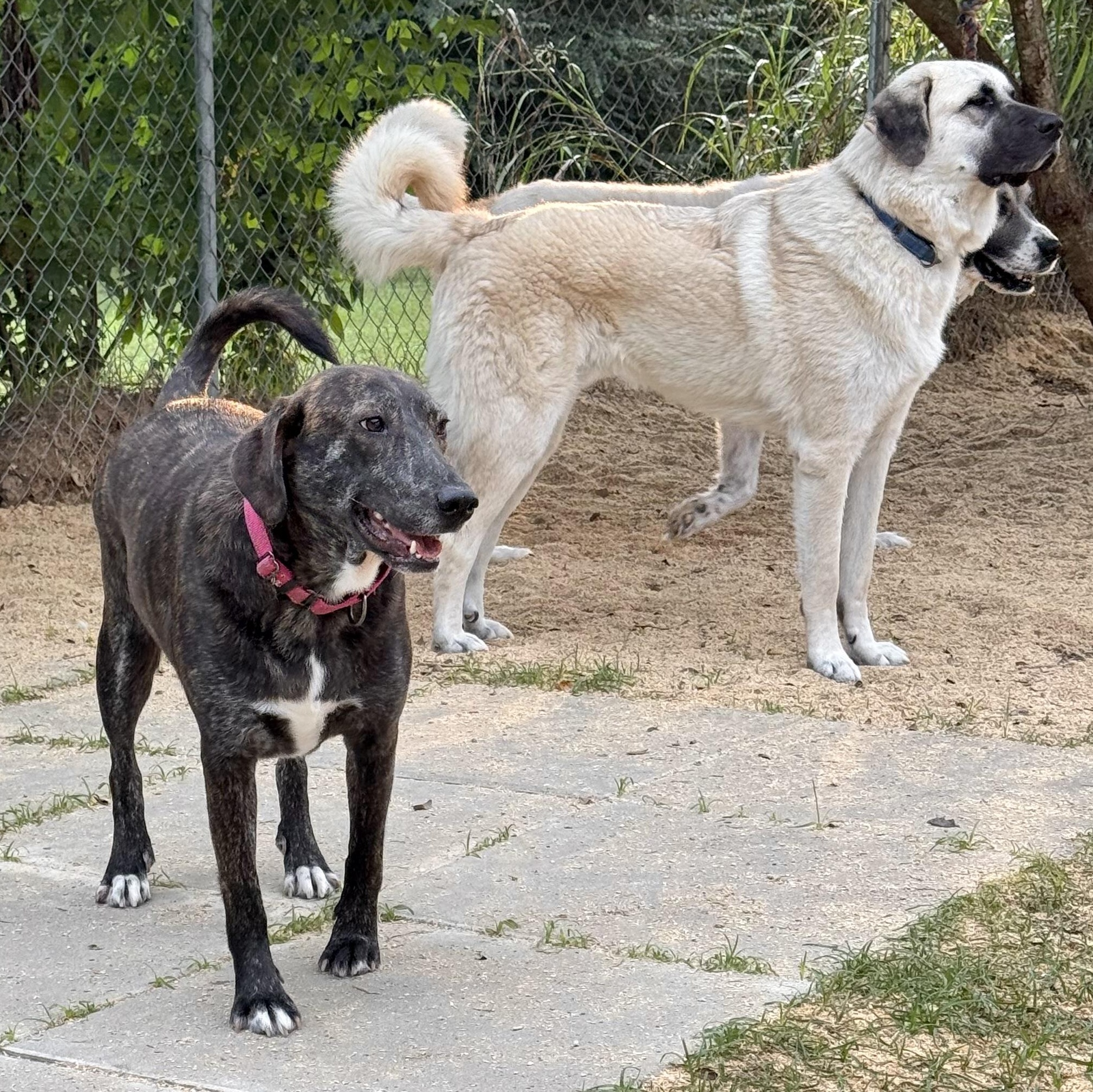 Enlarge BRYN & REBA- HOUSTON TX (BONDED PAIR) MaleFemale, a Adoptable mixed breed in Alvin, TX image 6/6
