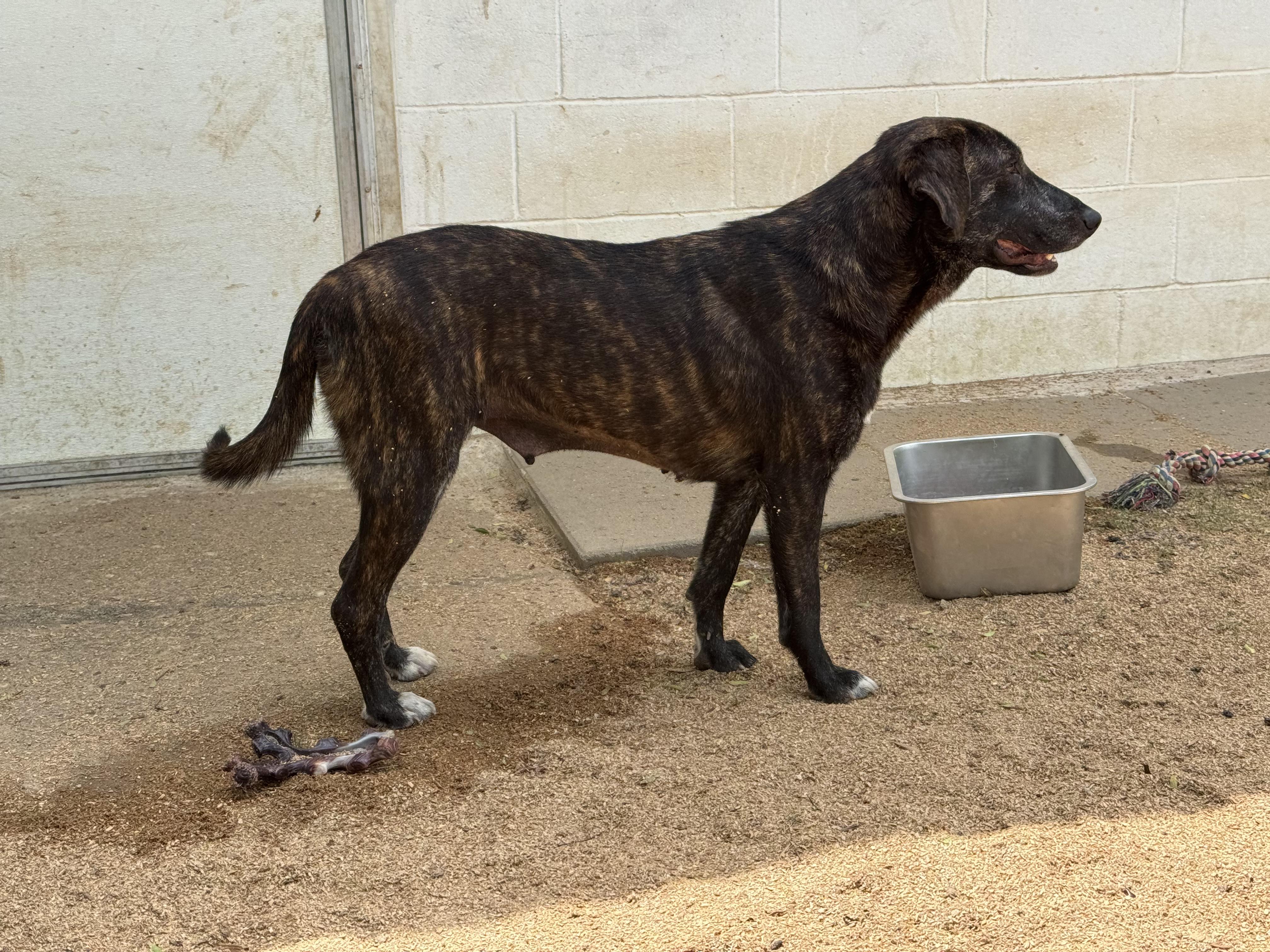 Enlarge REBA- HOUSTON TX, a ADOPTABLE mixed breed in Alvin, TX image 2/4