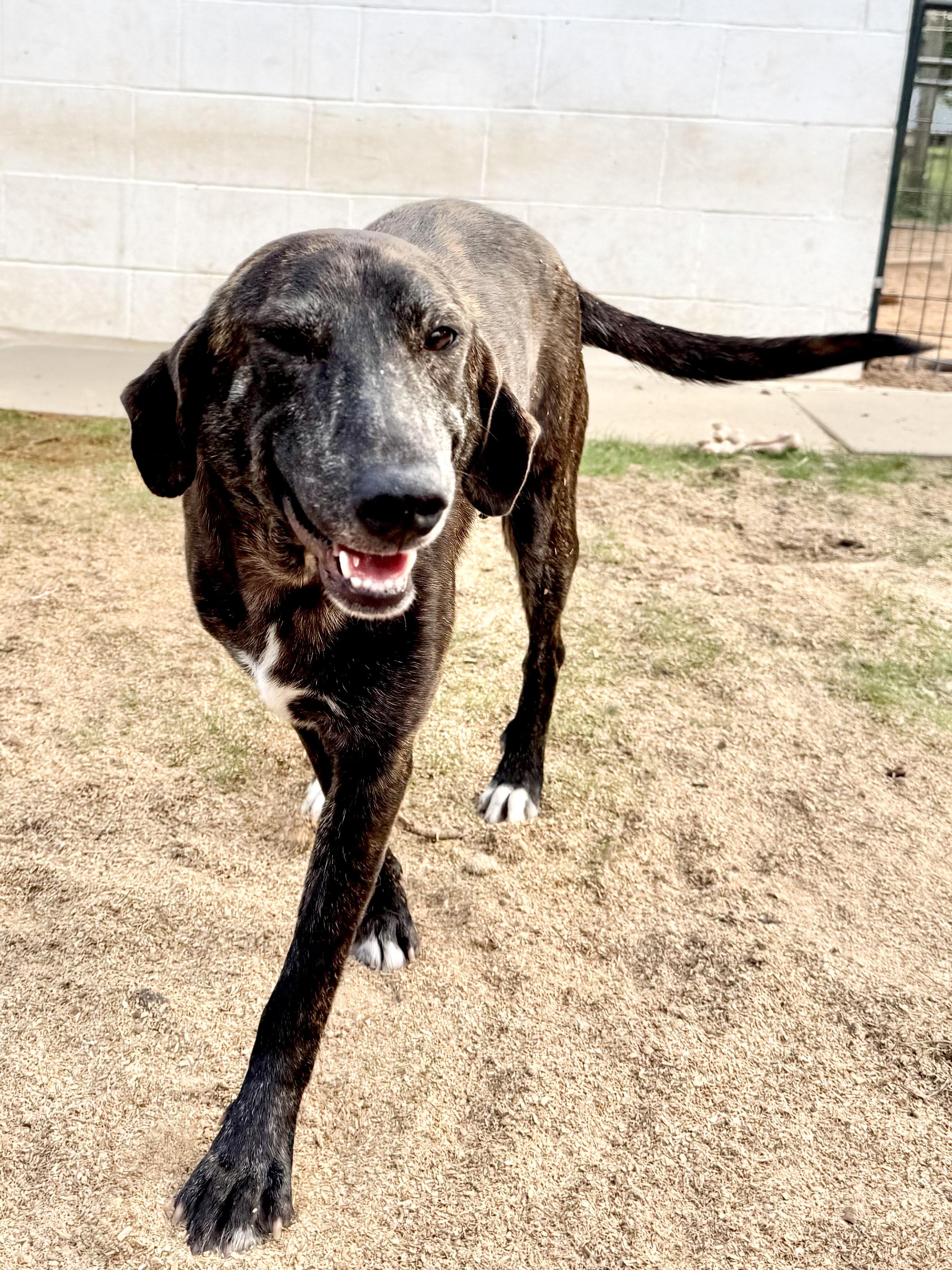 Enlarge REBA- HOUSTON TX, a ADOPTABLE mixed breed in Alvin, TX image 1/4