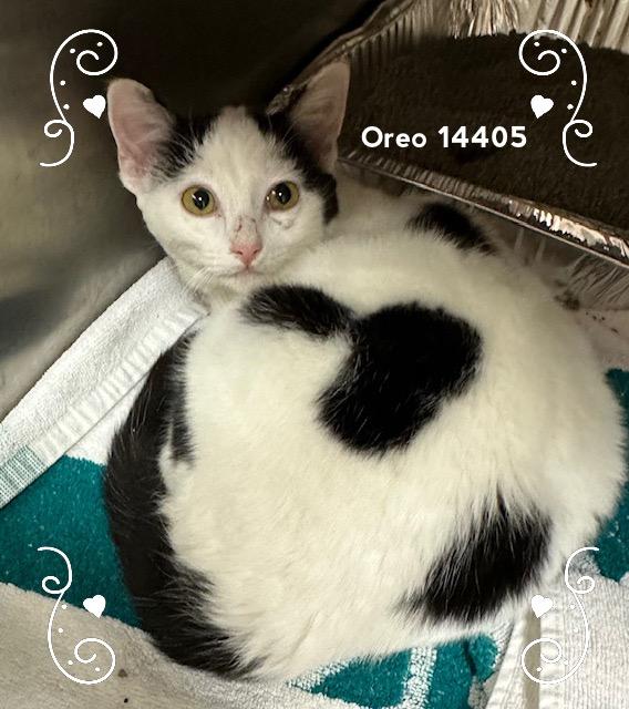 Enlarge OREO, a Adoptable Domestic Short Hair in Marietta, GA image 1/3