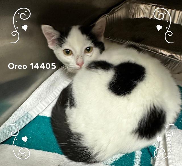 Enlarge OREO, a Adoptable Domestic Short Hair in Marietta, GA image 3/3
