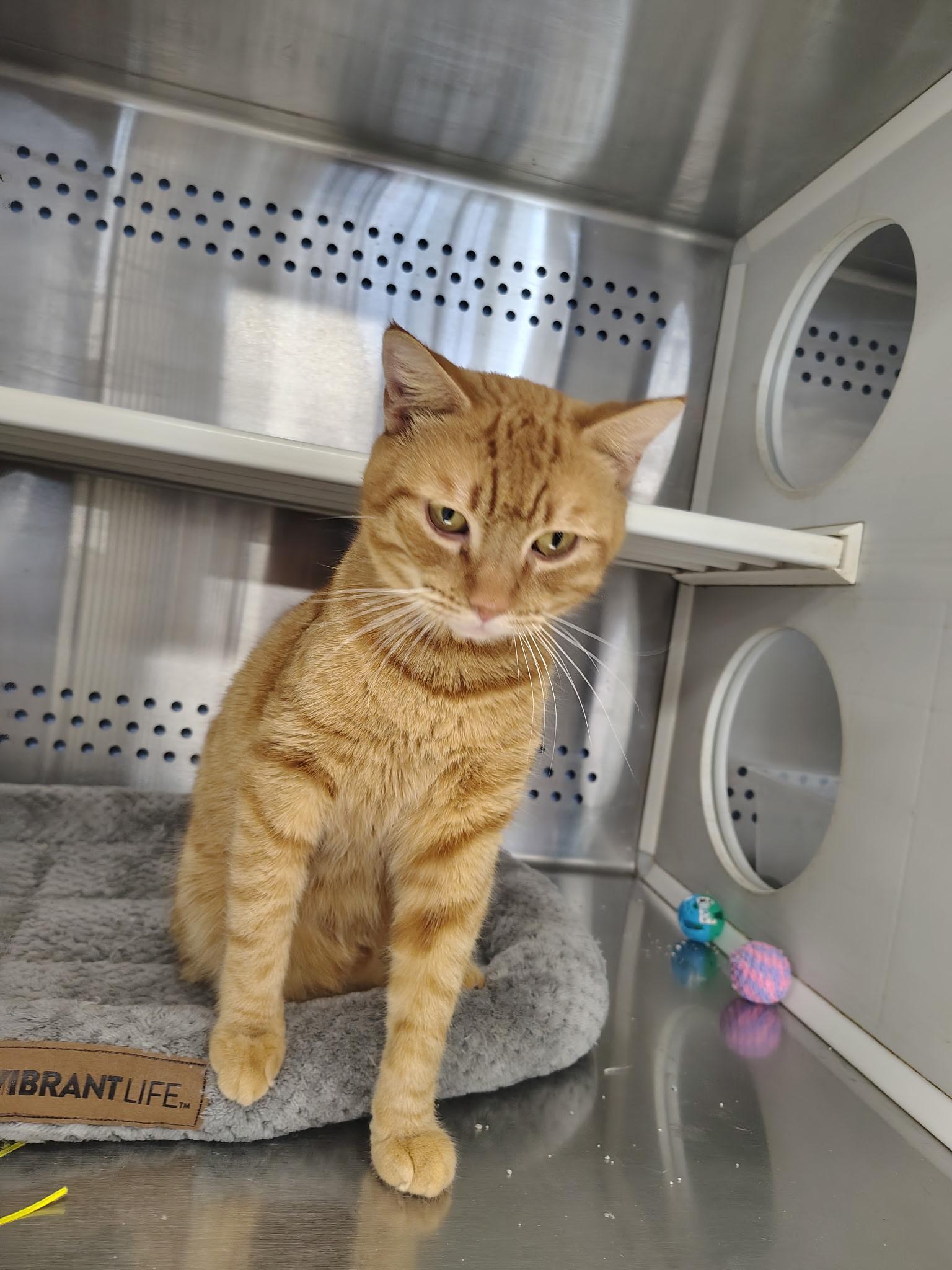Enlarge Heathcliff, a ADOPTABLE Domestic Short Hair in Mount Pleasant, TX image 3/4