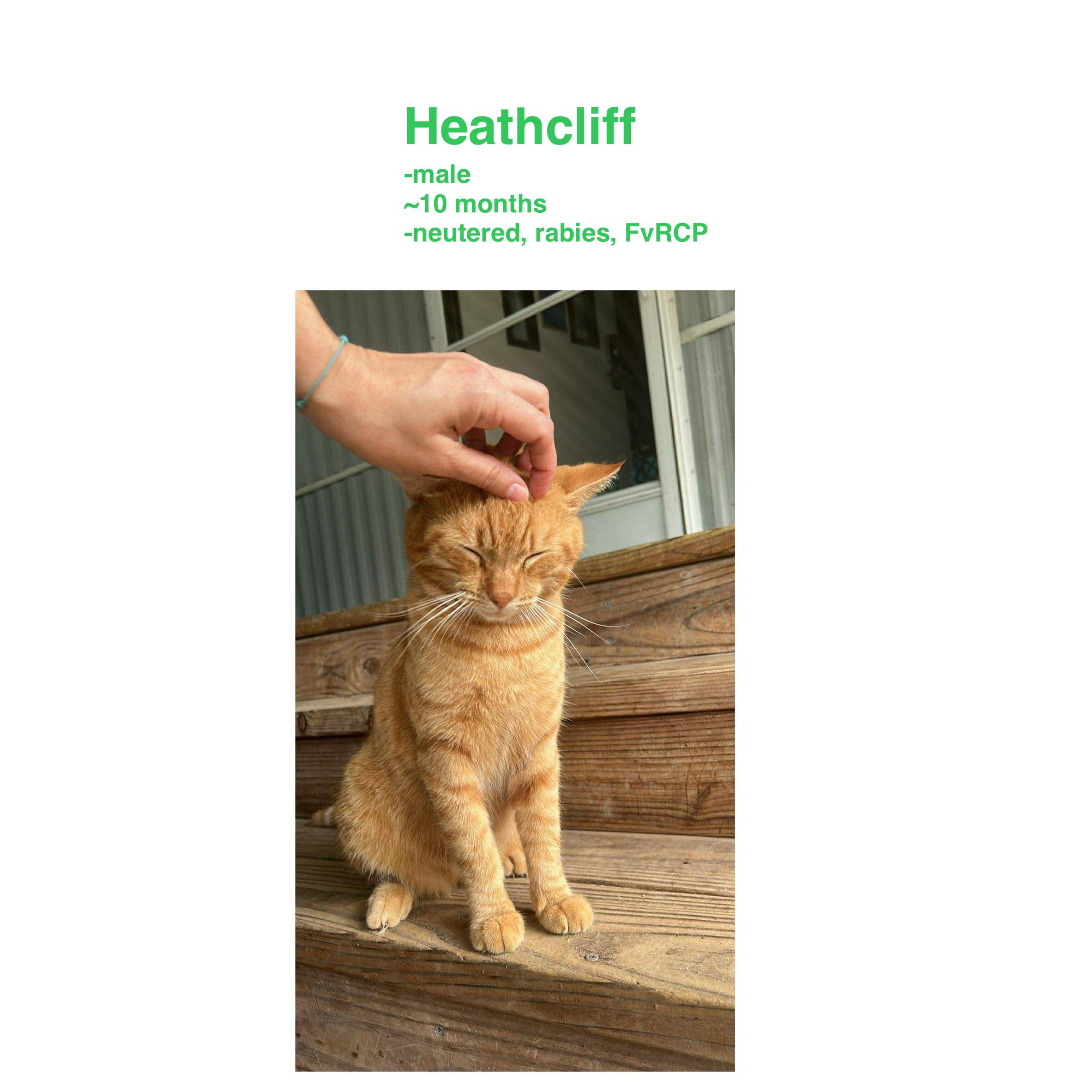 Heathcliff, ADOPTABLE, Young Male Domestic Short Hair.