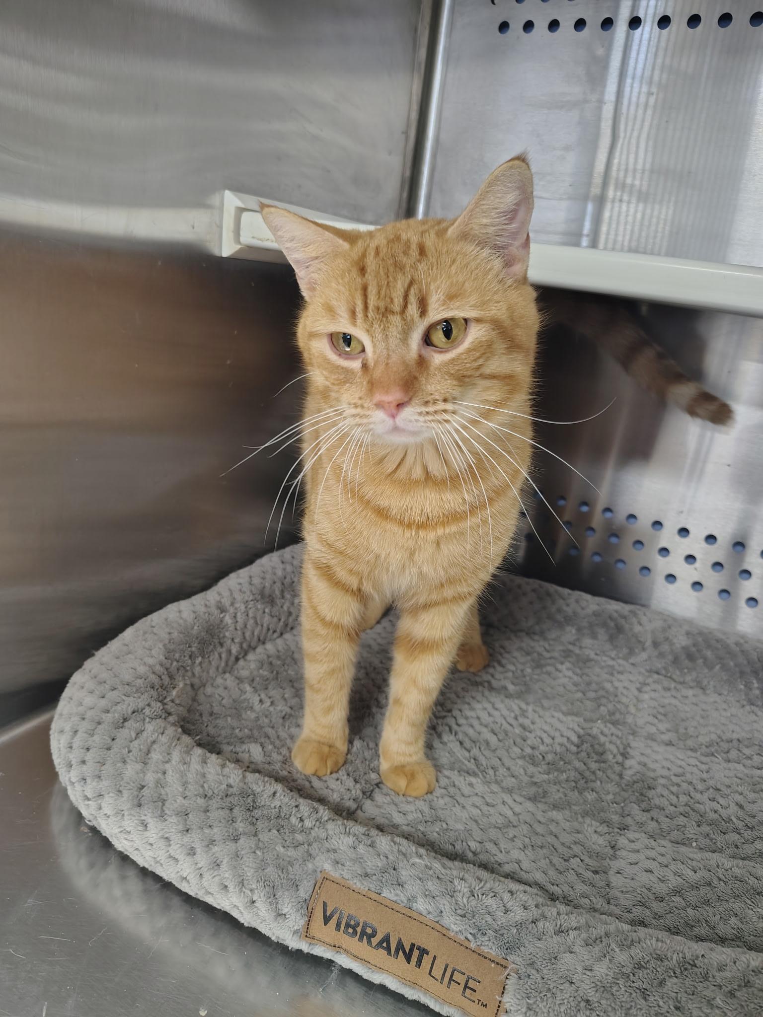 Enlarge Heathcliff, a ADOPTABLE Domestic Short Hair in Mount Pleasant, TX image 2/4