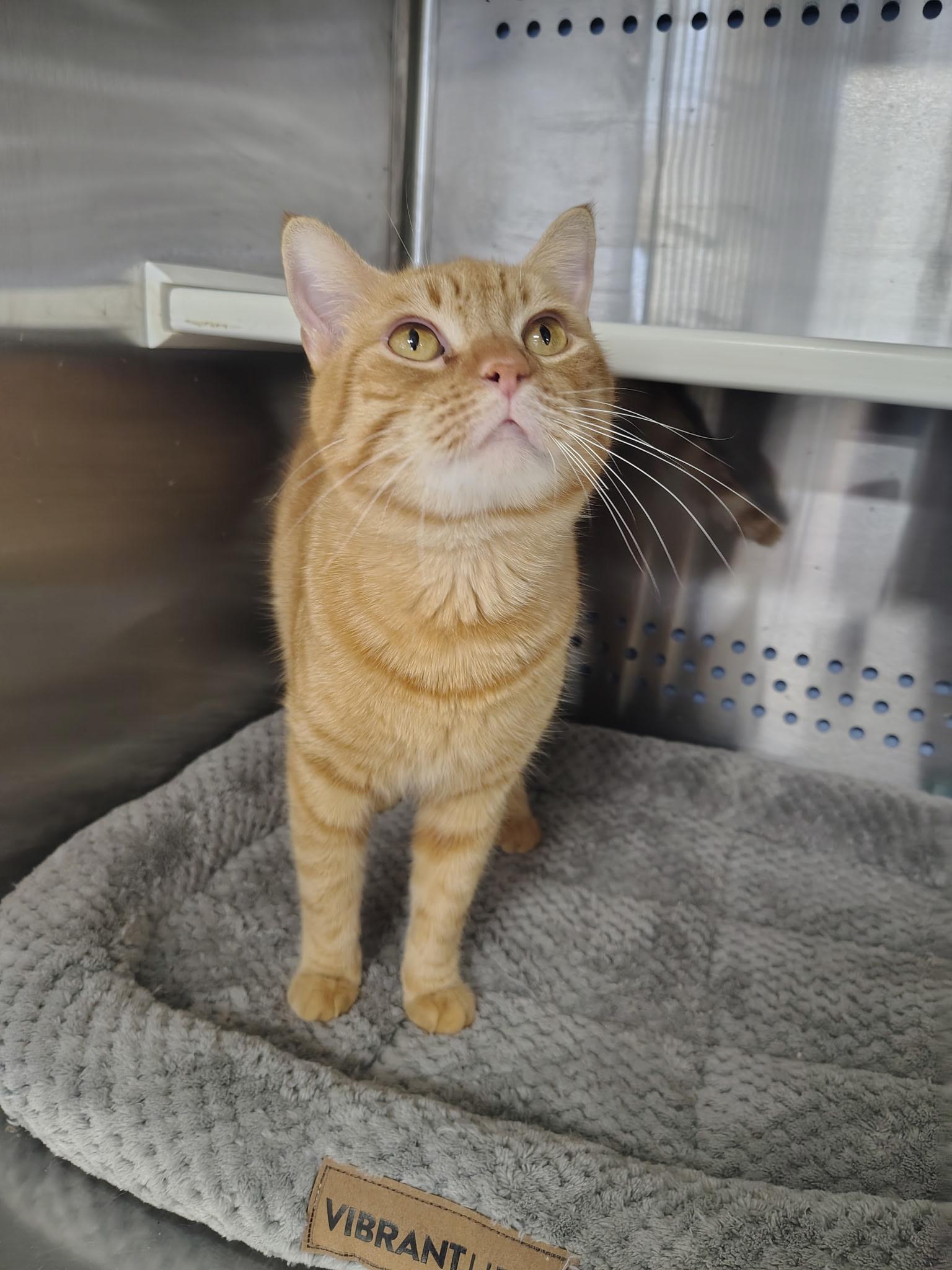 Enlarge Heathcliff, a ADOPTABLE Domestic Short Hair in Mount Pleasant, TX image 4/4