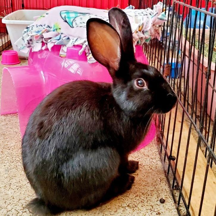 Clarinet, adoptable, Adult Female Satin.