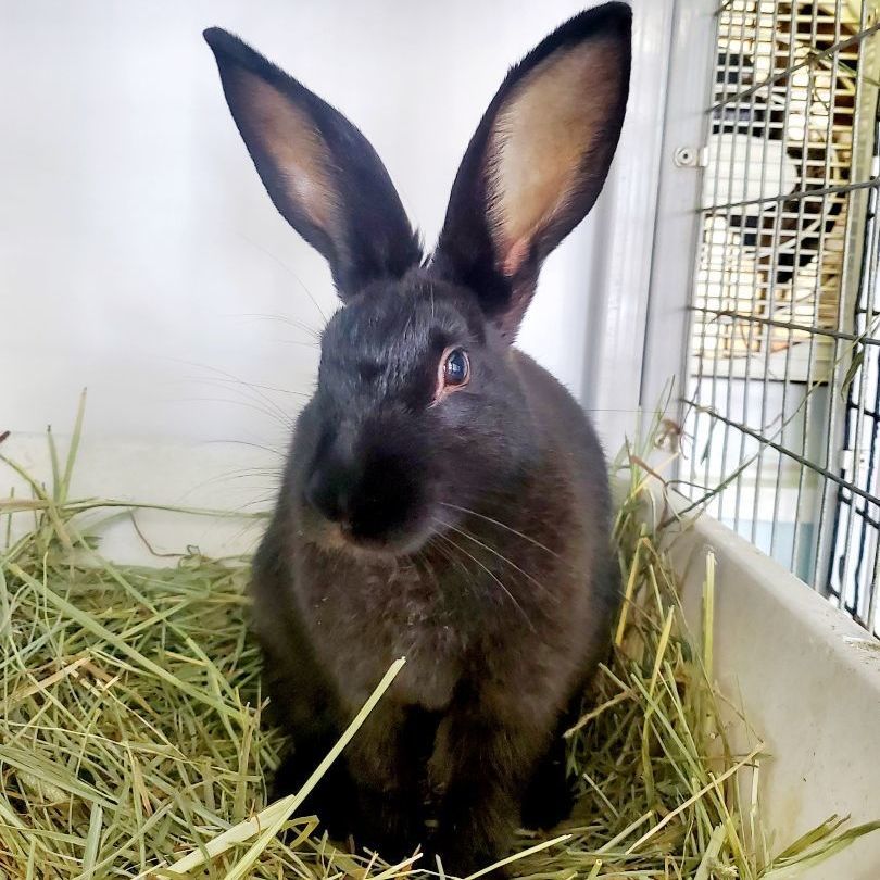 Enlarge Clarinet, an adoptable Satin in Chicago, IL image 2/2