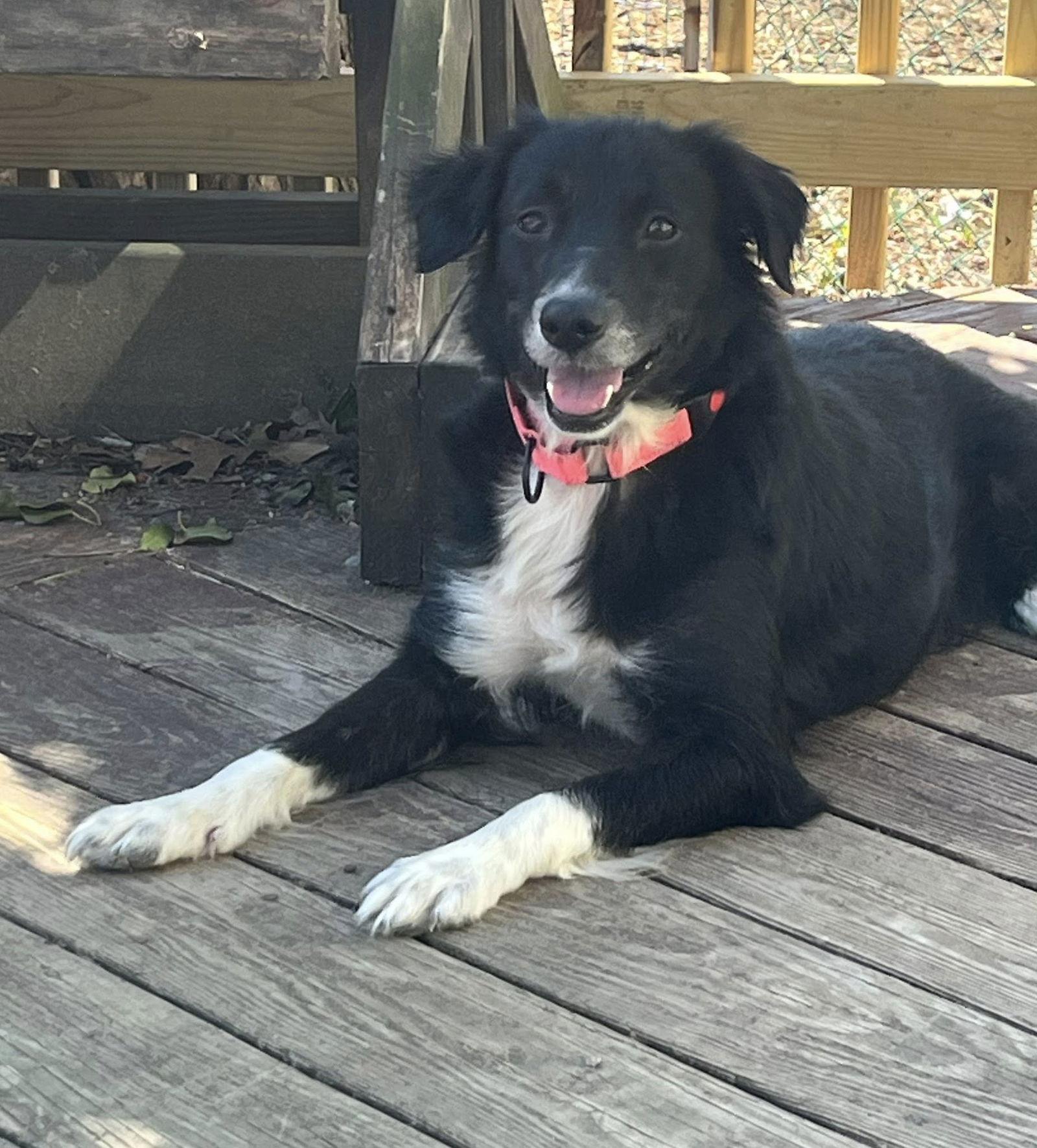 Lula, Adoptable, Adult Female Border Collie & Australian Shepherd.
