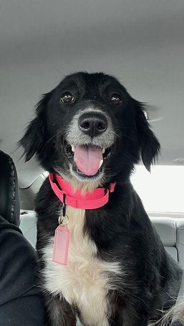 Enlarge Lula, a Adoptable mixed breed in Blackwood, NJ image 2/3