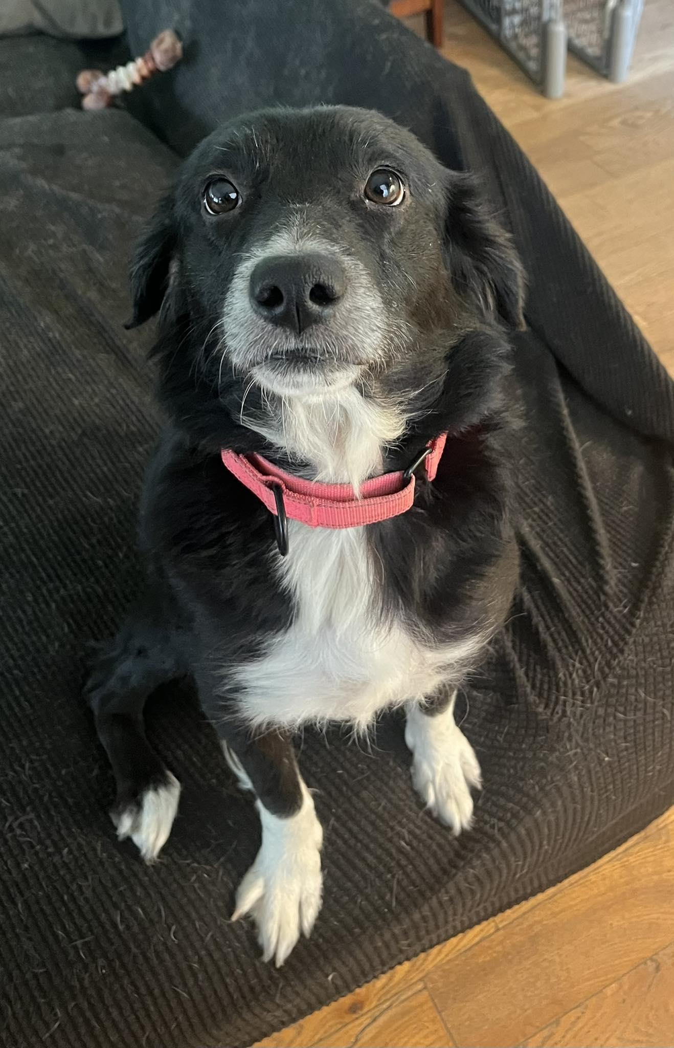 Enlarge Lula, a Adoptable mixed breed in Blackwood, NJ image 3/3