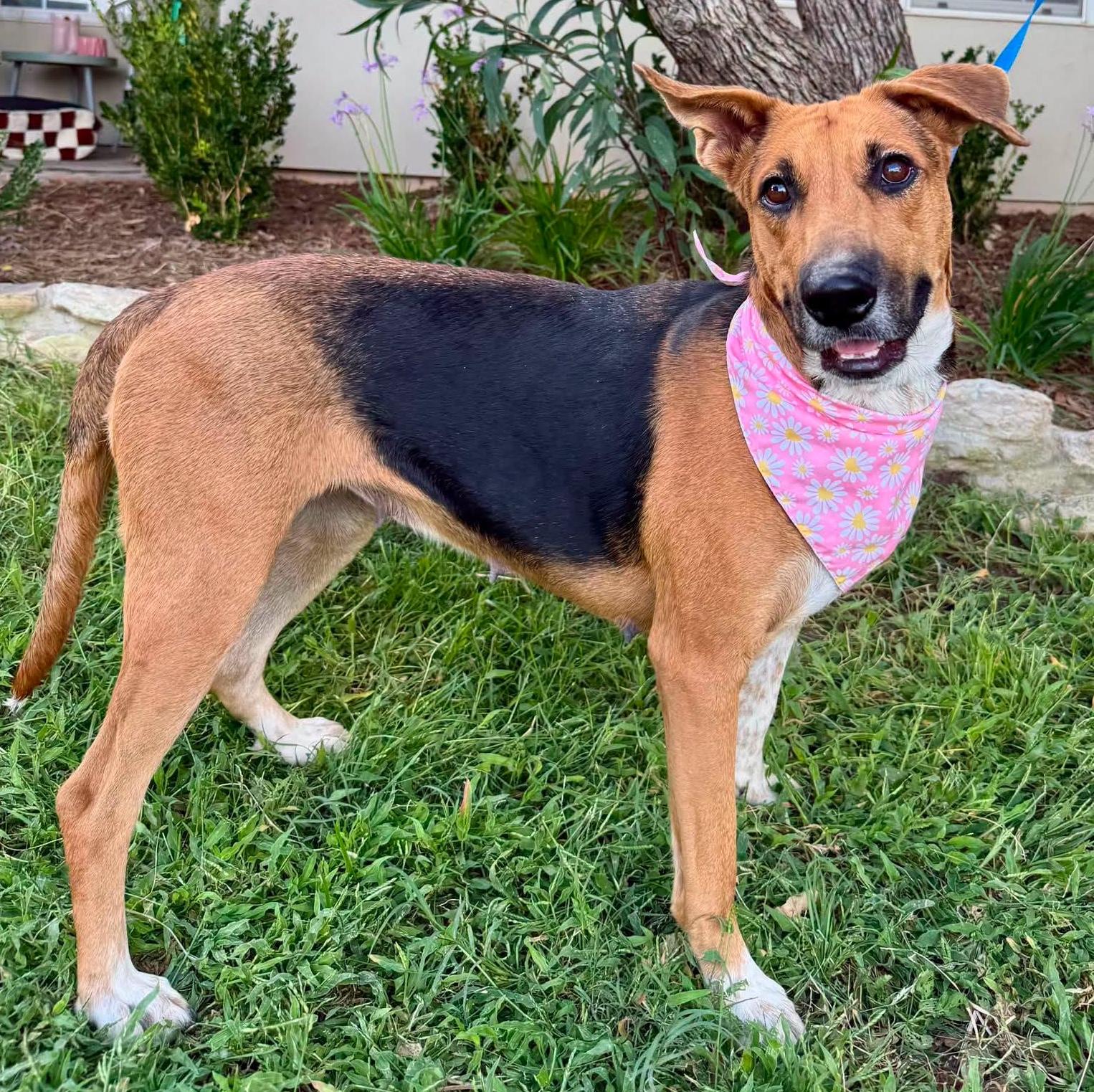 Lily, ADOPTABLE, Adult Female Australian Cattle Dog / Blue Heeler.