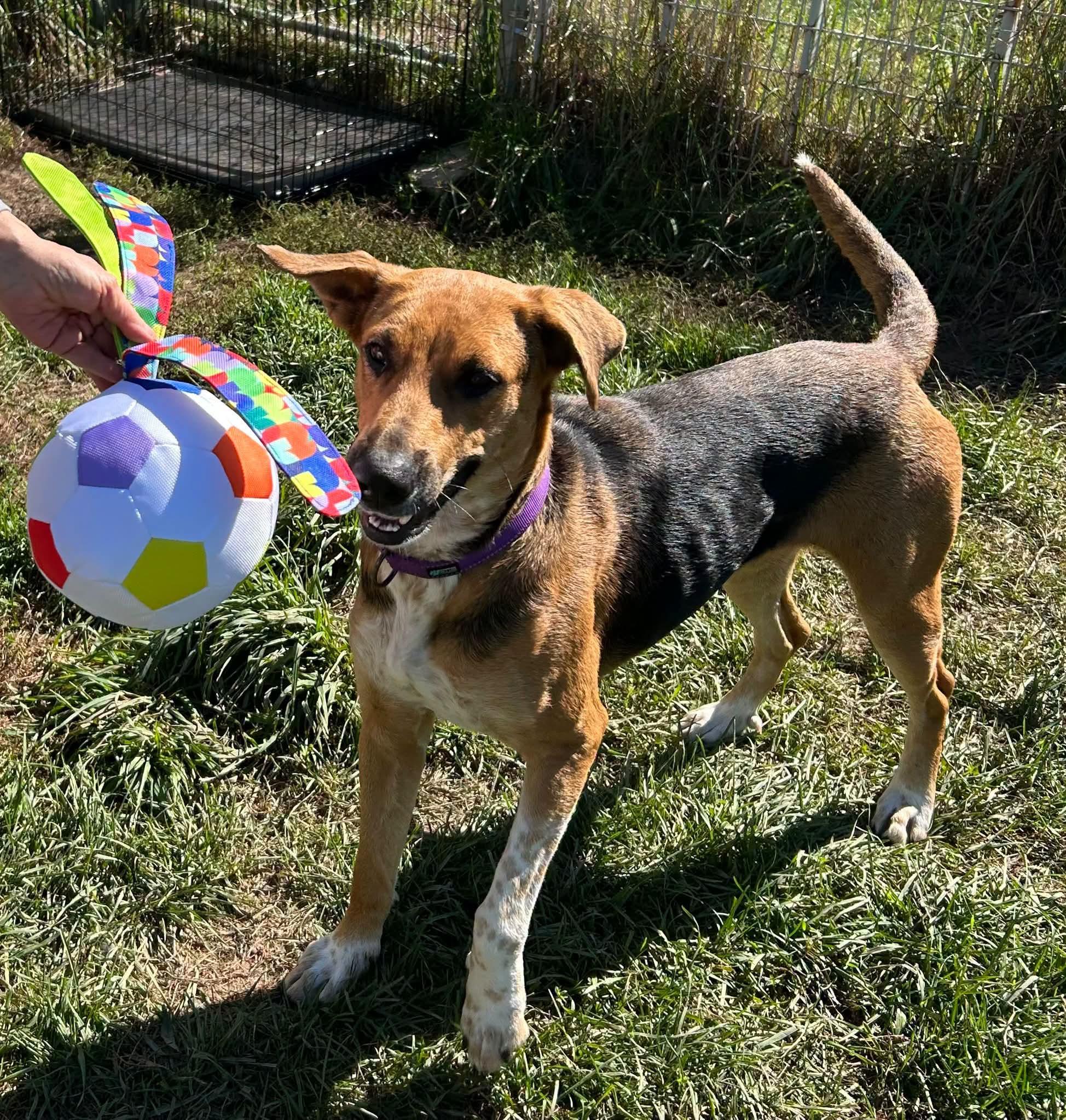 Enlarge Lily, a Adopted mixed breed in Traverse City, MI image 1/3