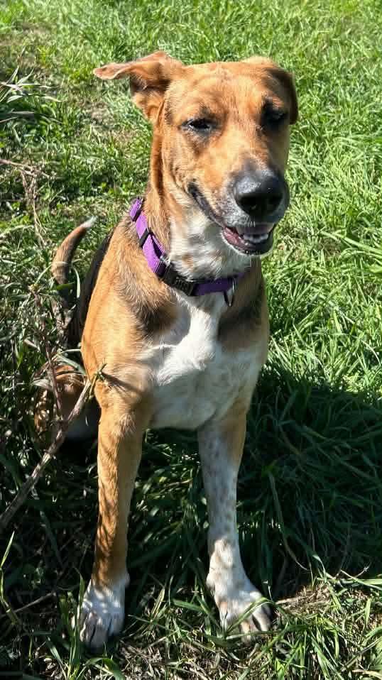 Enlarge Lily, a Adopted mixed breed in Traverse City, MI image 3/3