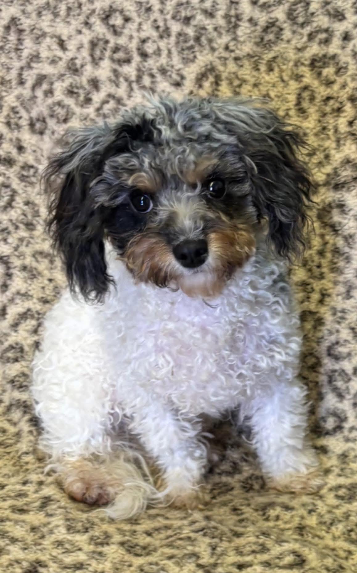 Spencer , ADOPTABLE, Puppy Male Cavapoo.