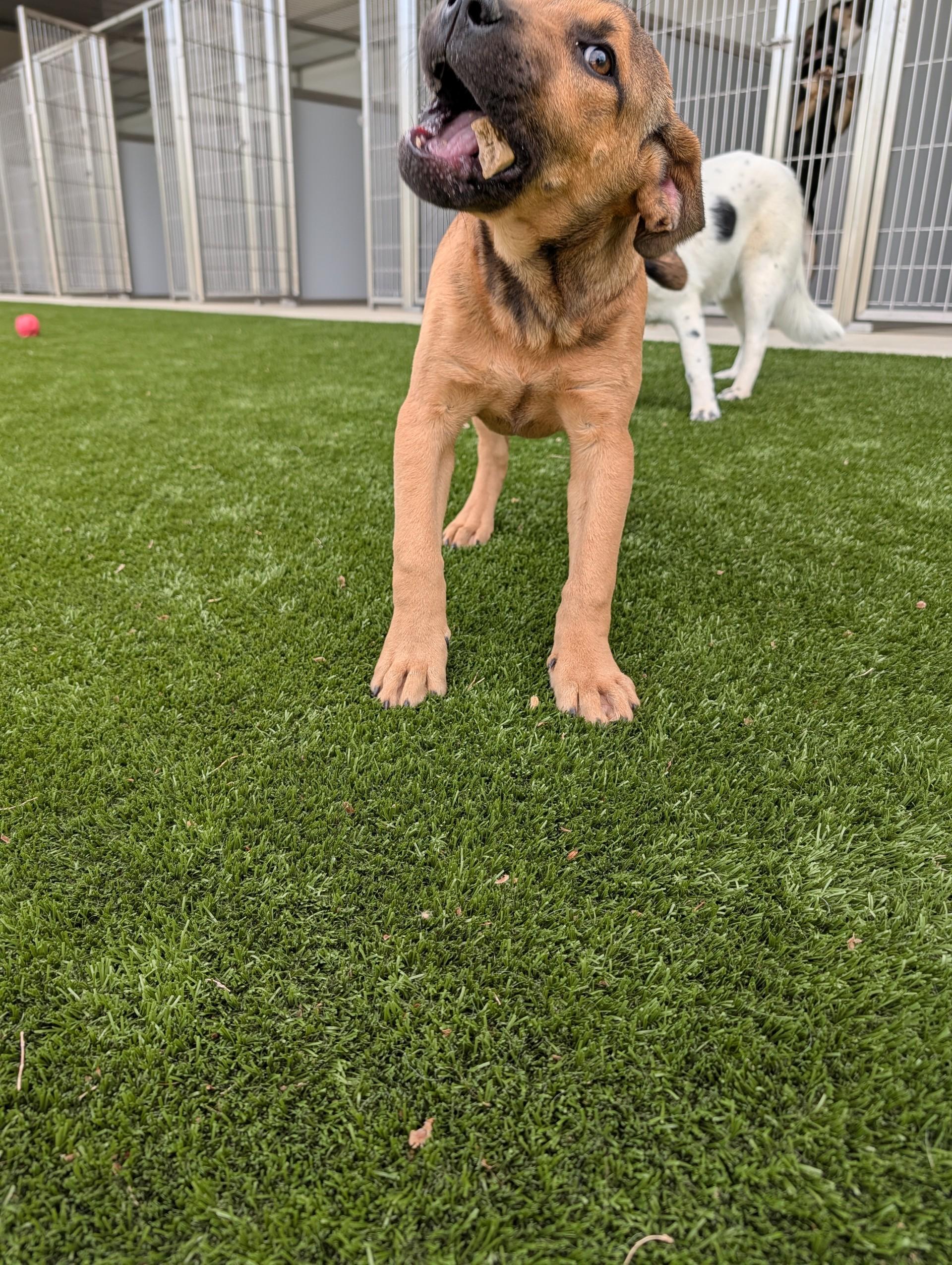 Enlarge Brownie, a ADOPTABLE mixed breed in Winnsboro, TX image 1/1
