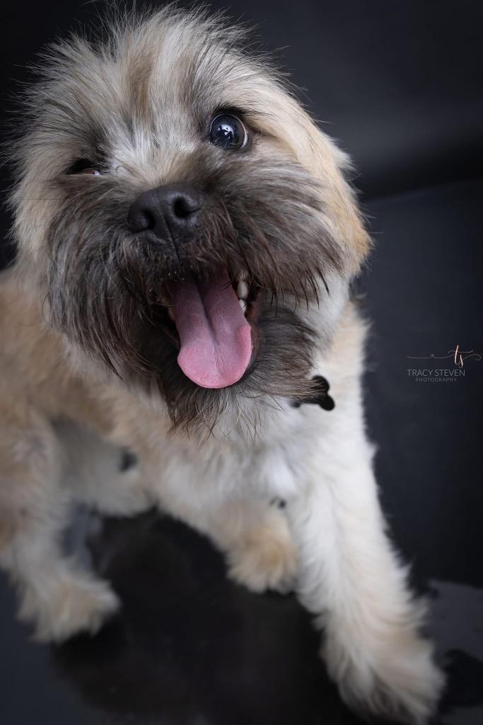 Rolo, Adopted, Young Male Havanese & Mixed Breed.