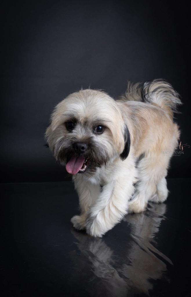 Enlarge Rolo, a Adopted mixed breed in CONROE, TX image 3/6