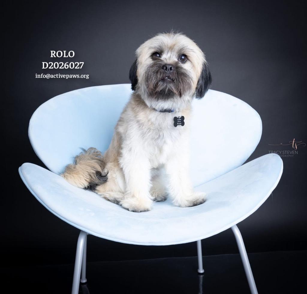 Enlarge Rolo, a Adopted mixed breed in CONROE, TX image 5/6