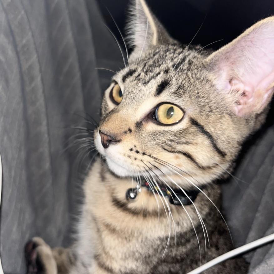 Rascal, a ADOPTABLE Tabby in Prior Lake, MN image 1/5
