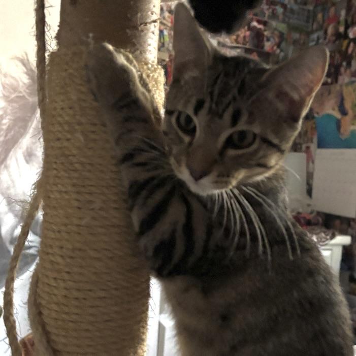 Rascal, a ADOPTABLE Tabby in Prior Lake, MN image 2/5