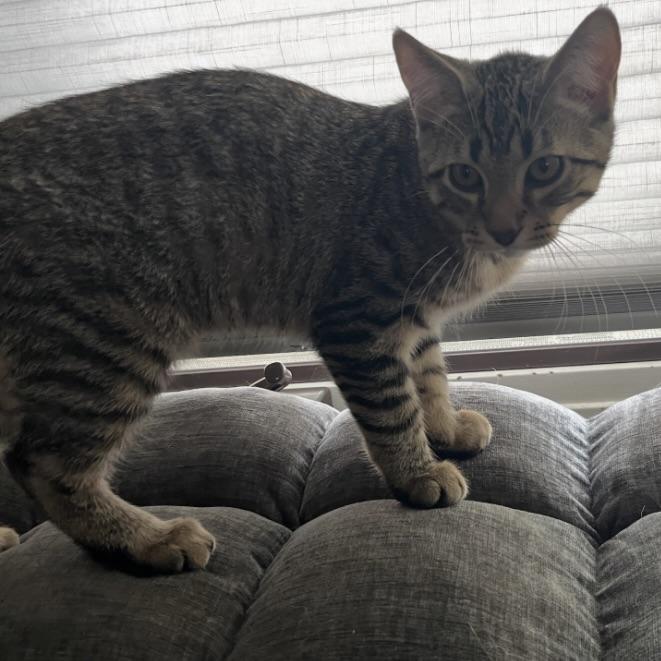 Rascal, a ADOPTABLE Tabby in Prior Lake, MN image 3/5