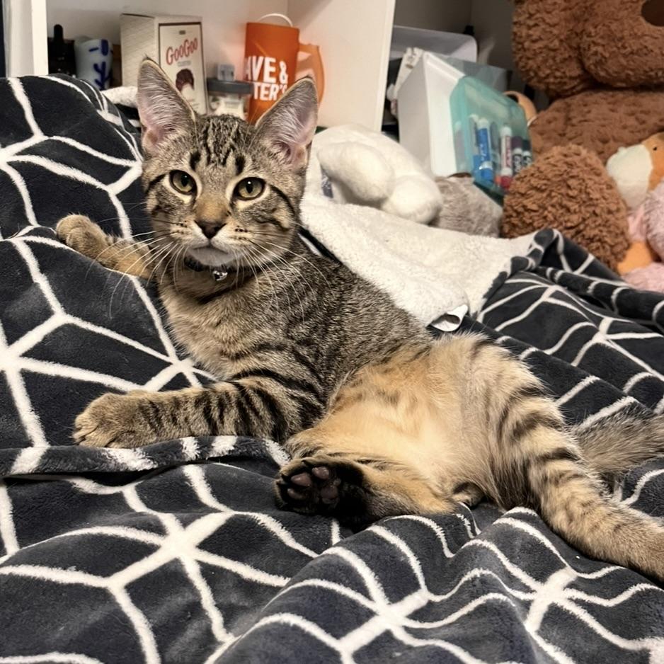 Rascal, a ADOPTABLE Tabby in Prior Lake, MN image 4/5