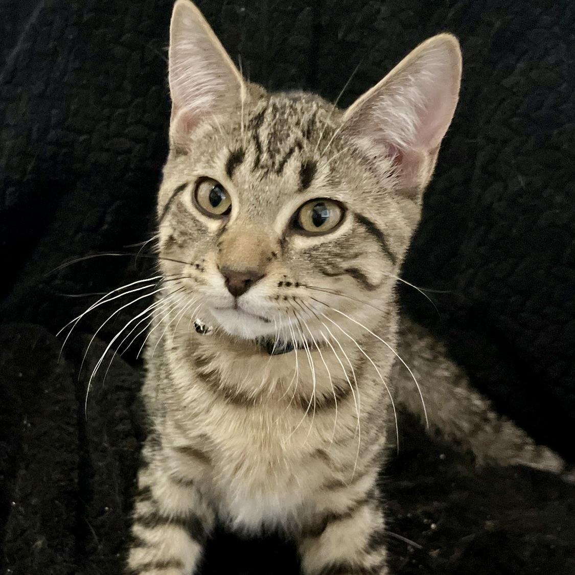 Rascal, a ADOPTABLE Tabby in Prior Lake, MN image 5/5