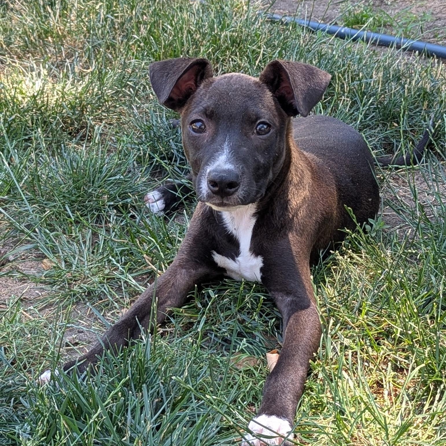 Camden, ADOPTABLE, Puppy Male Terrier.