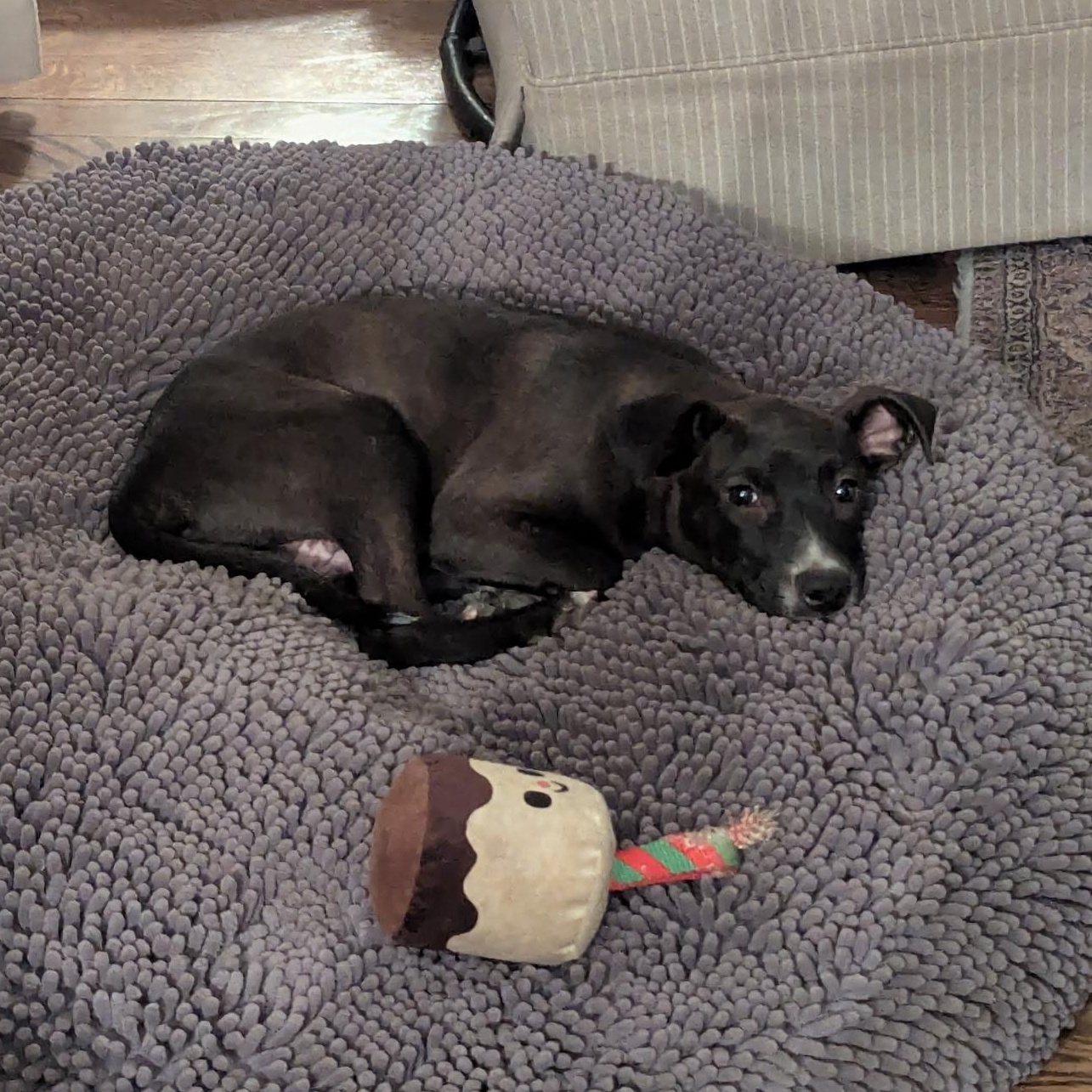 Camden, a ADOPTABLE mixed breed in South Plainfield, NJ image 6/6