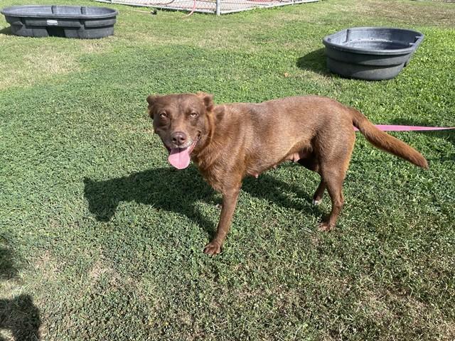 Enlarge COOKIE, a Adoptable mixed breed in Corpus Christi, TX image 1/1