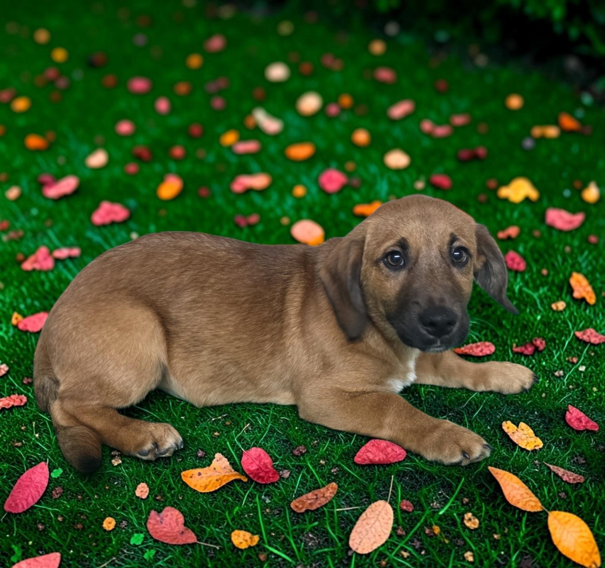 Buzz, Adoptable, Young Male Beagle & Basset Hound.