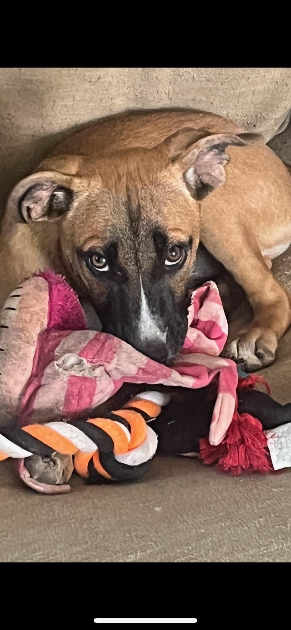 Clementine (280 pups Litter), Adopted, Puppy Female Shetland Sheepdog / Sheltie.